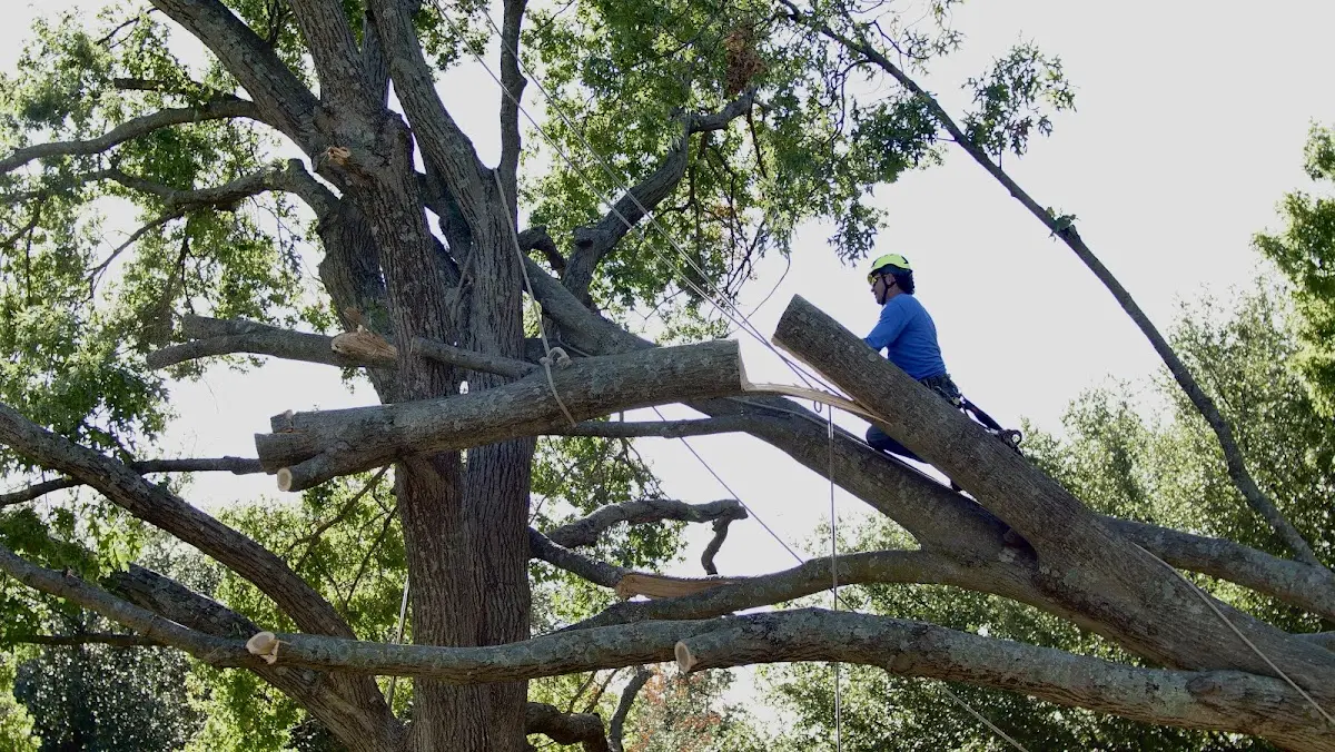 Professional Crown Thinning performed by certified arborists in Lyon
