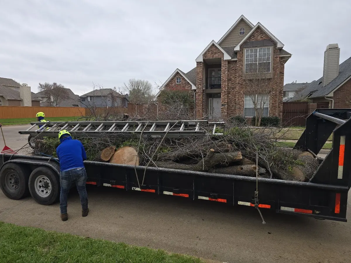 Expert Tree Pest Control with proper safety equipment in Lyon